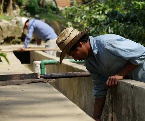 Představujeme: Las Terrazas - La Boheme Cafe - Pražírna výběrové kávy