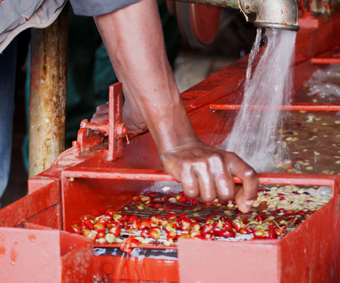 Promytá metoda zpracování - La Boheme Cafe - Pražírna výběrové kávy