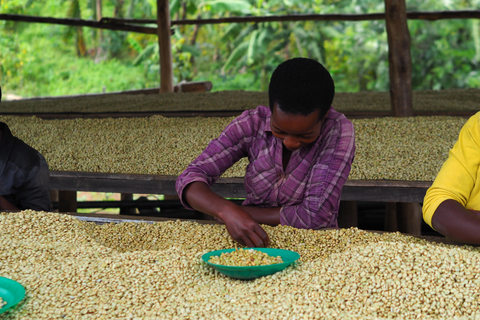 Uganda: káva, která roste na svazích starobylé sopky