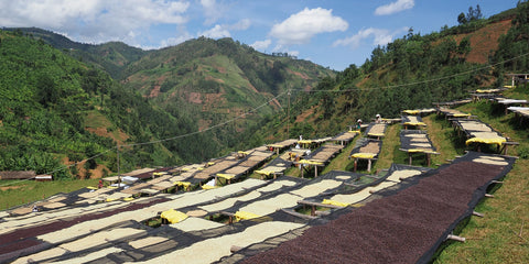 Výběr kávových zrn