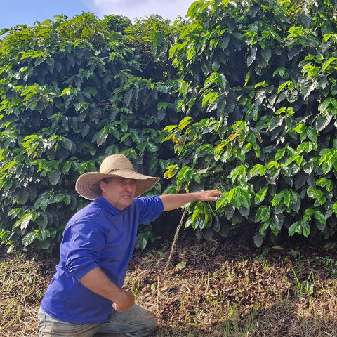 Brazílie Caconde Natural