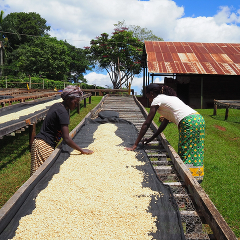 La Boheme Cafe - Pražírna výběrové kávy Kenya Kamwangi AA